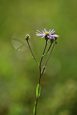 BUITEN BEELD Foto: 439992