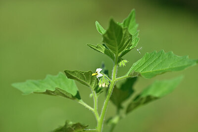 BUITEN BEELD Foto: 440006
