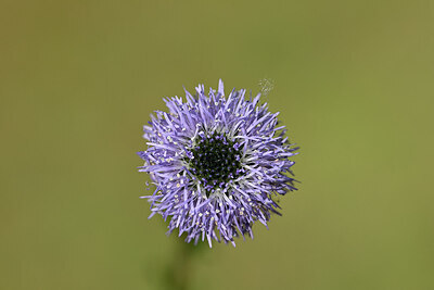 BUITEN BEELD Foto: 440010