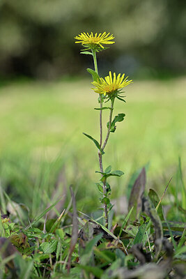 BUITEN BEELD Foto: 440011
