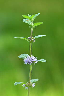 BUITEN BEELD Foto: 440012