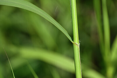 BUITEN BEELD Foto: 440015