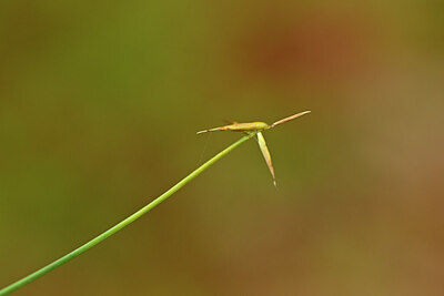 BUITEN BEELD Foto: 440016
