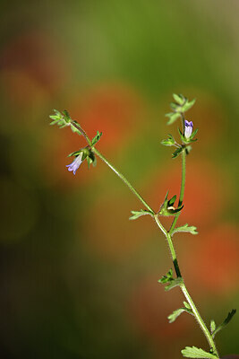 BUITEN BEELD Foto: 440019