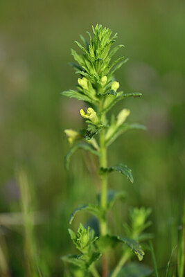 BUITEN BEELD Foto: 440023