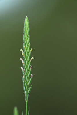 BUITEN BEELD Foto: 440025