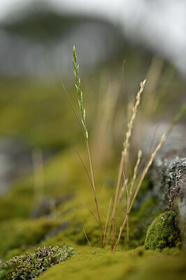 BUITEN BEELD Foto: 440026