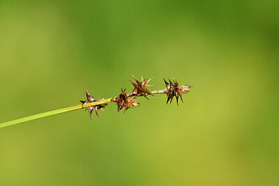 BUITEN BEELD Foto: 440029