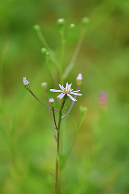 BUITEN BEELD Foto: 440030