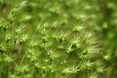 BUITEN BEELD Foto: 440032