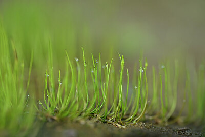 BUITEN BEELD Foto: 440033