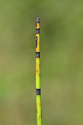 BUITEN BEELD Foto: 440037