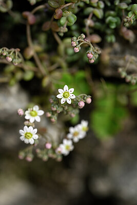 BUITEN BEELD Foto: 440040