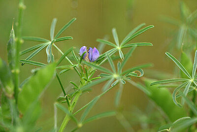 BUITEN BEELD Foto: 440041