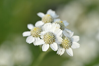 BUITEN BEELD Foto: 440042