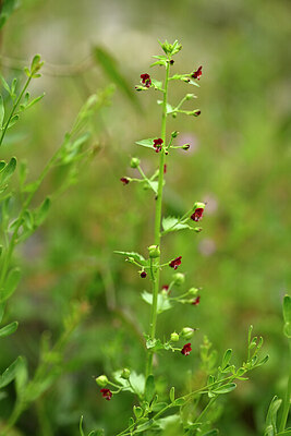 BUITEN BEELD Foto: 440043