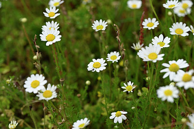 BUITEN BEELD Foto: 440046