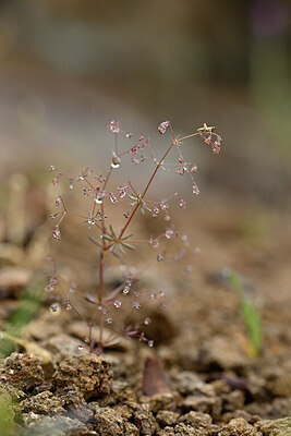 BUITEN BEELD Foto: 440052