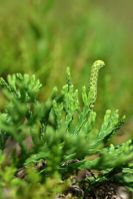 BUITEN BEELD Foto: 440056