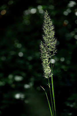 BUITEN BEELD Foto: 440062