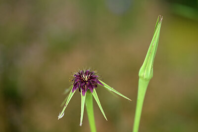 BUITEN BEELD Foto: 440065