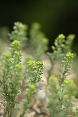 BUITEN BEELD Foto: 440069