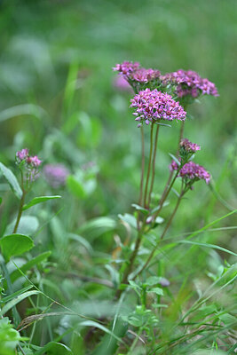 BUITEN BEELD Foto: 440070