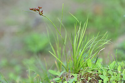 BUITEN BEELD Foto: 440071