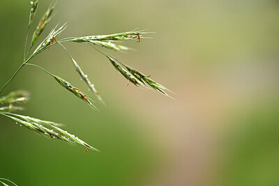 BUITEN BEELD Foto: 440072