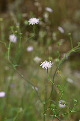 BUITEN BEELD Foto: 440073
