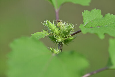 BUITEN BEELD Foto: 440074