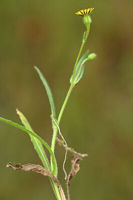 BUITEN BEELD Foto: 440075