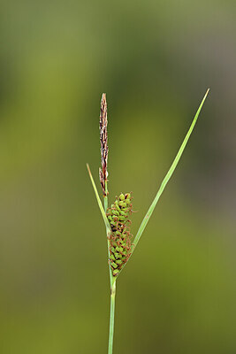 BUITEN BEELD Foto: 440077