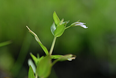 BUITEN BEELD Foto: 440080