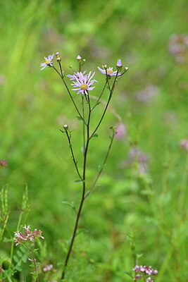 BUITEN BEELD Foto: 440082