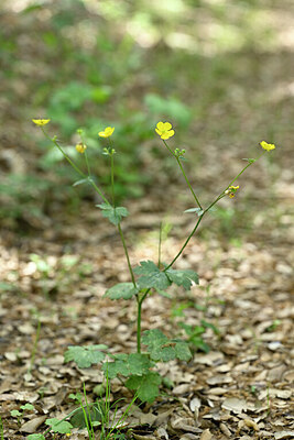 BUITEN BEELD Foto: 440089