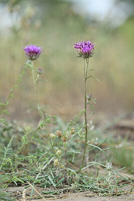 BUITEN BEELD Foto: 440090