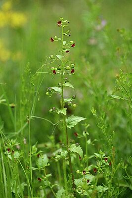 BUITEN BEELD Foto: 440094
