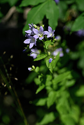 BUITEN BEELD Foto: 440095
