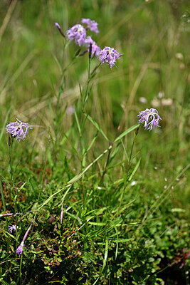 BUITEN BEELD Foto: 440097