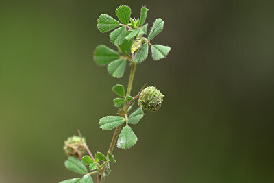 BUITEN BEELD Foto: 440098