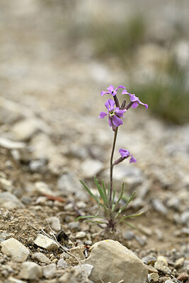 BUITEN BEELD Foto: 440099