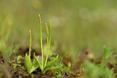 BUITEN BEELD Foto: 440100