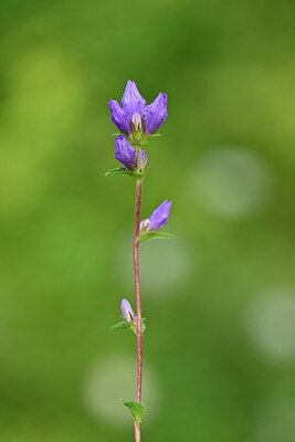 BUITEN BEELD Foto: 440101