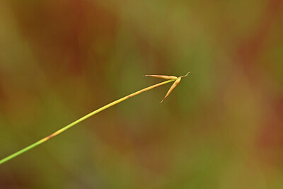 BUITEN BEELD Foto: 440102