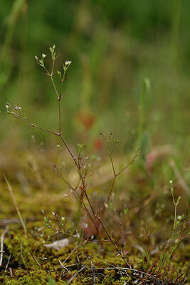 BUITEN BEELD Foto: 440103
