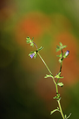 BUITEN BEELD Foto: 440109
