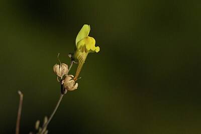 BUITEN BEELD Foto: 440111