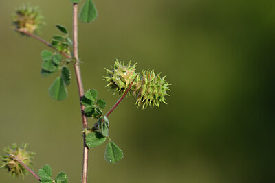 BUITEN BEELD Foto: 440112