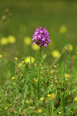 BUITEN BEELD Foto: 440114